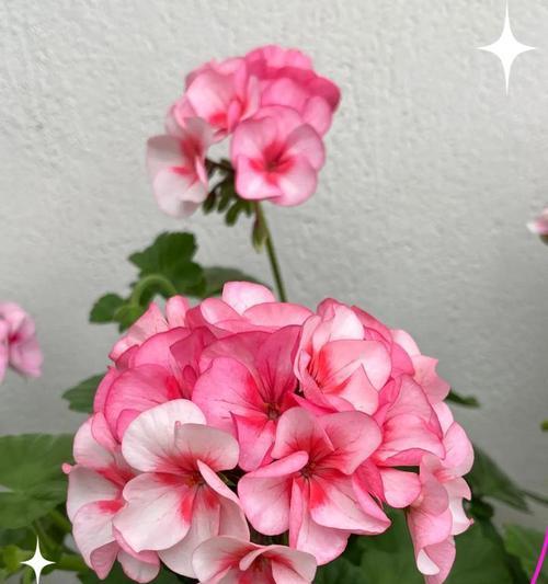 阳台花卉选择指南？哪些花既易养又美观？