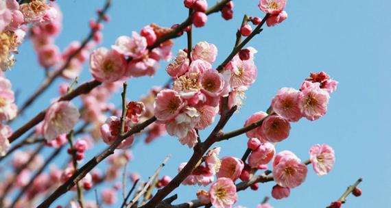 梅花有多少种品种？如何区分不同梅花品种？