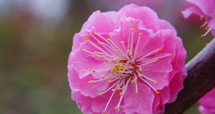 梅花有多少种品种？如何区分不同梅花品种？