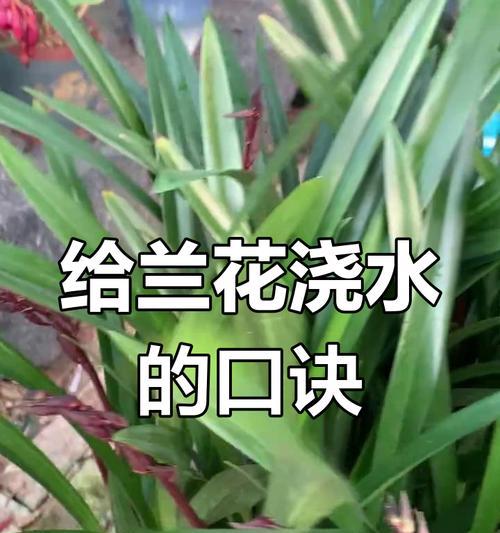 春兰怎么浇水？春兰的浇水技巧有哪些？