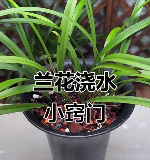 春兰怎么浇水？春兰的浇水技巧有哪些？