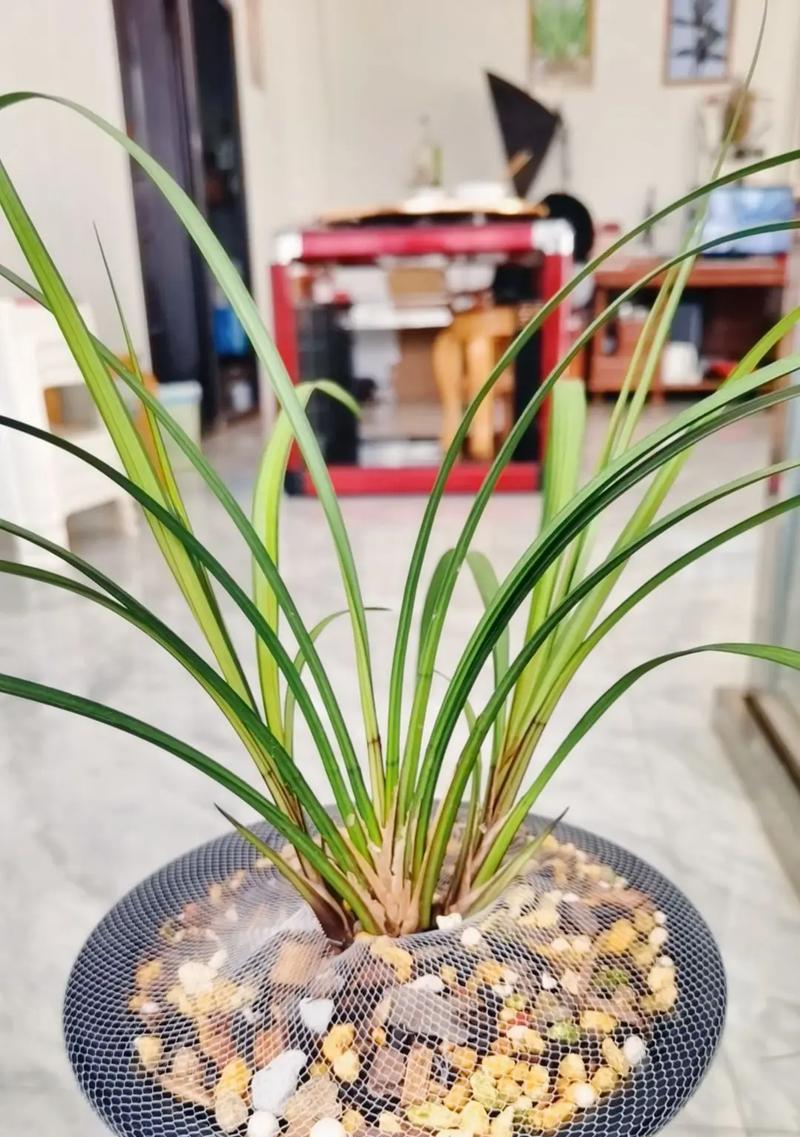 水晶兰的种植技巧和注意事项是什么？