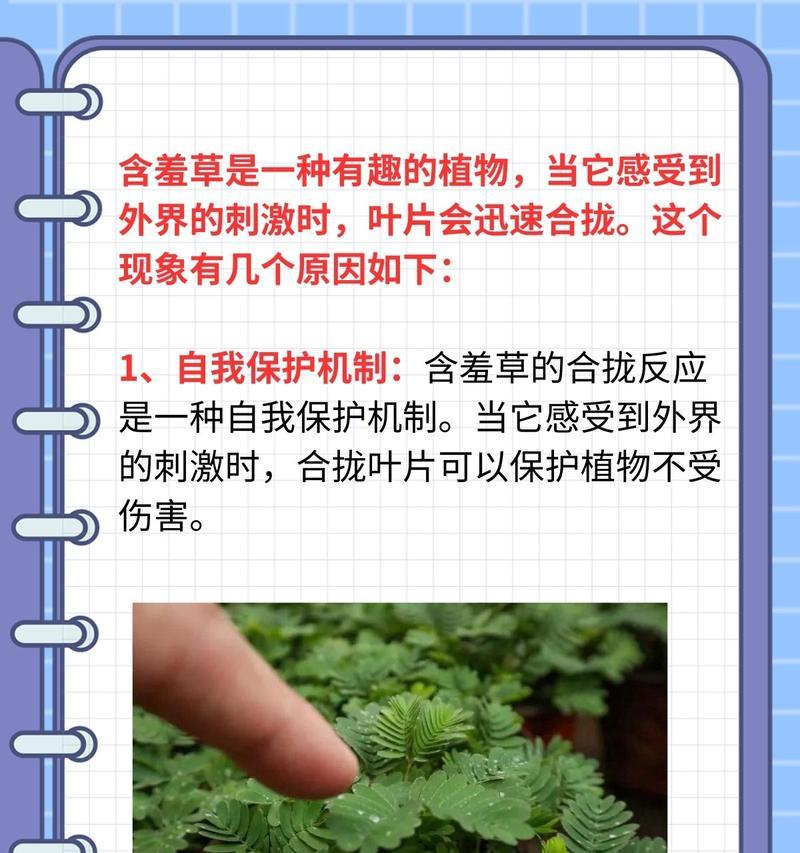 含羞草夏季养护的注意事项是什么？