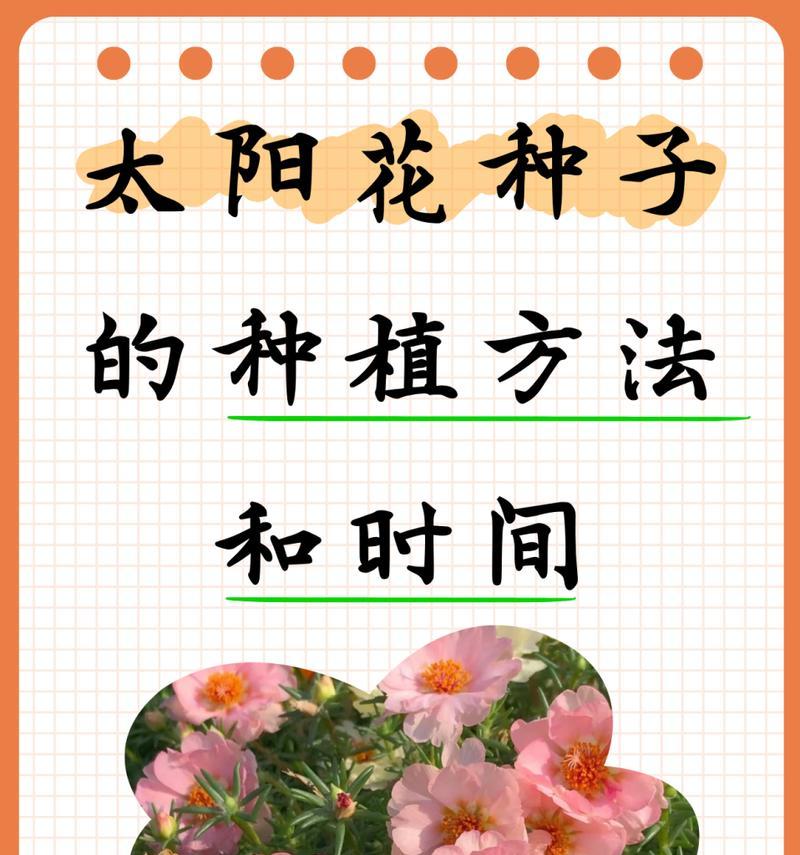 盆栽向日葵的施肥技巧是什么？