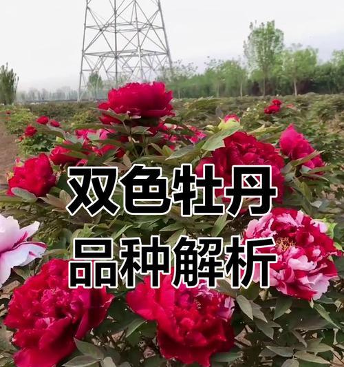 牡丹有几个品种？如何挑选最佳牡丹品种？
