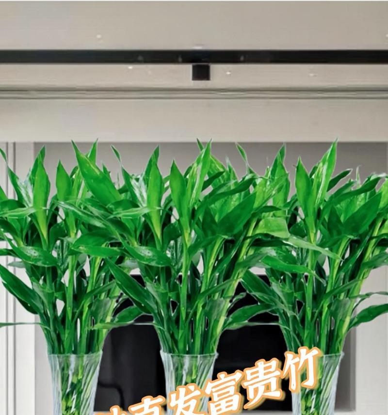 水培富贵竹的正确方法是什么？如何保持富贵竹健康？
