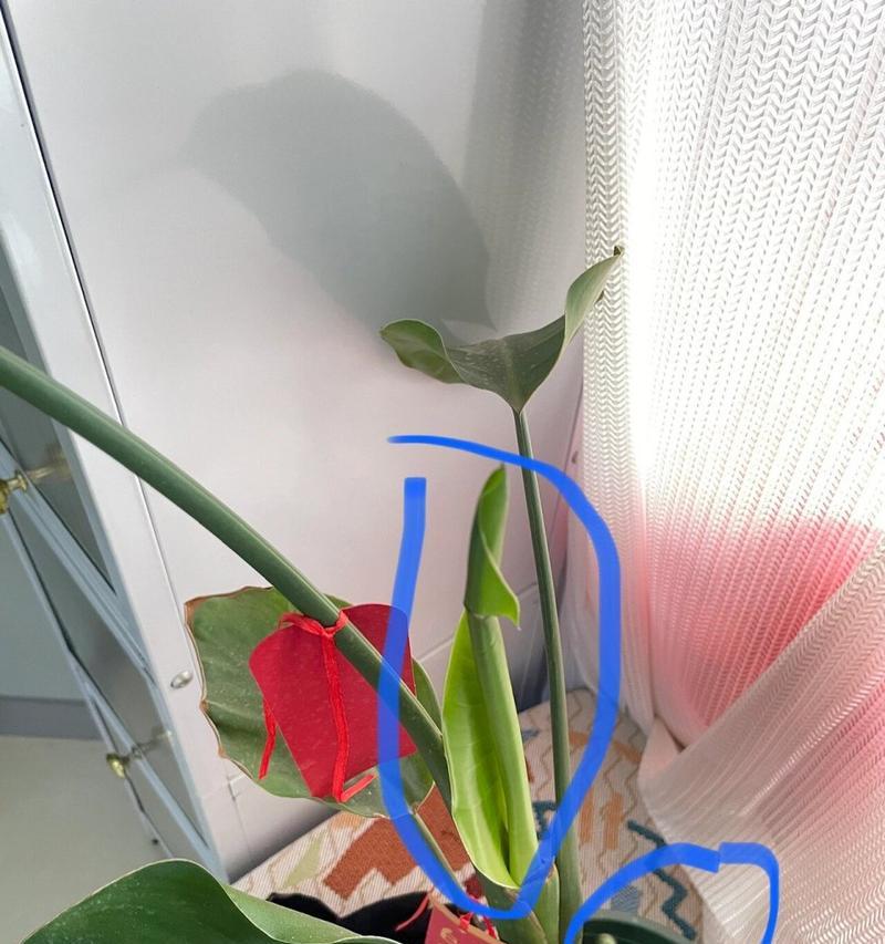鹤望兰烂根的处理方法和预防措施是什么？