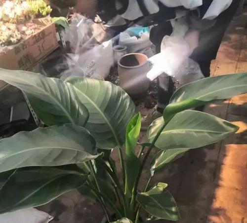 鹤望兰烂根的处理方法和预防措施是什么？