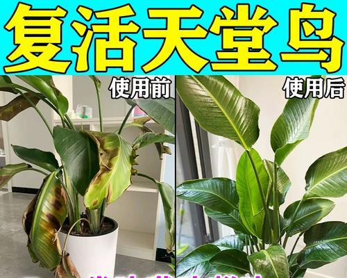 鹤望兰烂根的处理方法和预防措施是什么？