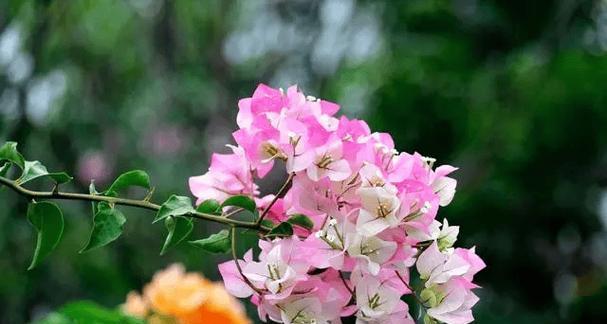 夏季家庭适合养殖哪些花卉？