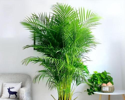 夏季家庭适合养殖哪些花卉？