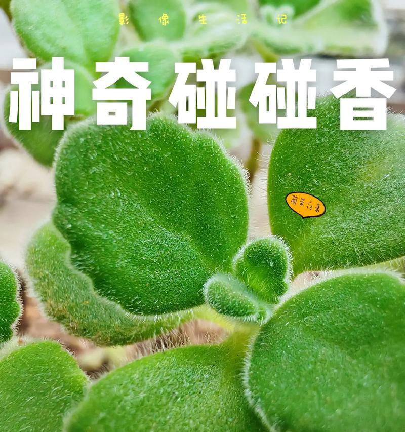 碰碰香修剪的最佳时机是什么时候？如何修剪碰碰香？