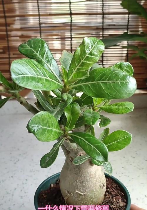 玫瑰剪枝的最佳时机是什么时候？玫瑰剪枝有哪些技巧？