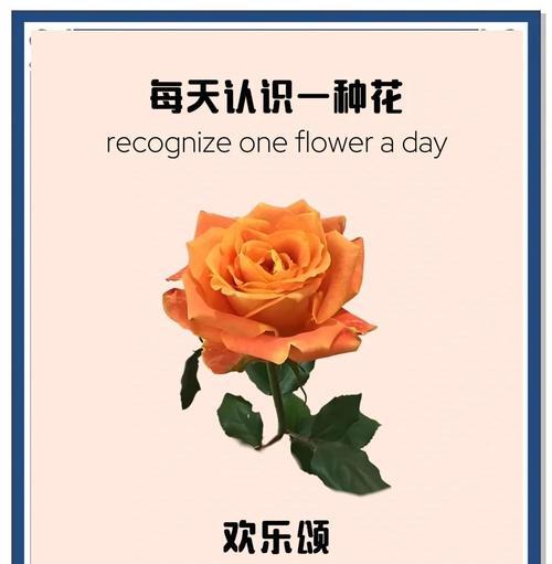 玫瑰剪枝的最佳时机是什么时候？玫瑰剪枝有哪些技巧？