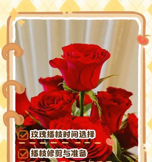玫瑰剪枝的最佳时机是什么时候？玫瑰剪枝有哪些技巧？