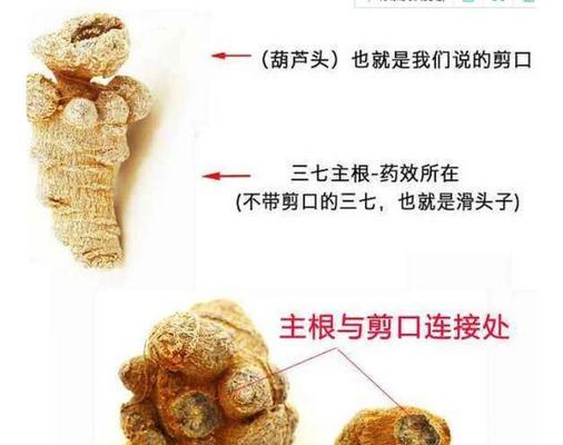 三七的繁殖方法有哪些？