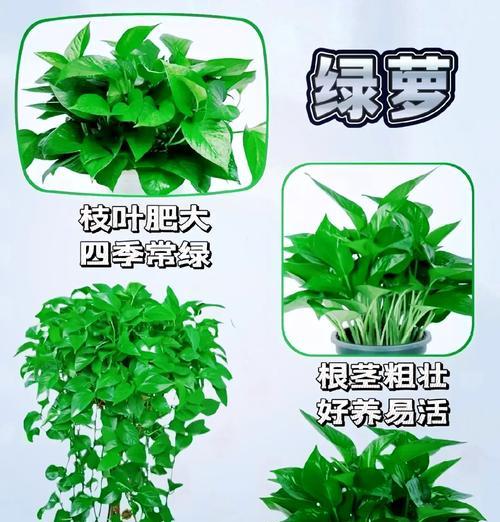 绿罗有哪些品种？如何挑选和养护绿罗品种？