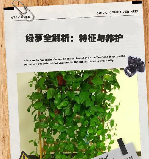 绿罗有哪些品种？如何挑选和养护绿罗品种？