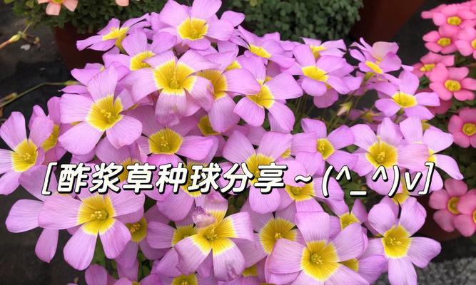 酢浆草种植方法是什么？如何保证酢浆草健康成长？
