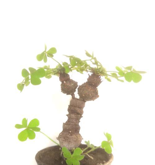 酢浆草种植方法是什么？如何保证酢浆草健康成长？