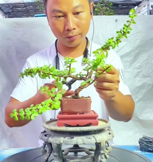 盆栽修剪的最佳时机？怎样修剪更美观？