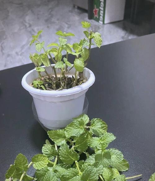 盆栽修剪的最佳时机？怎样修剪更美观？