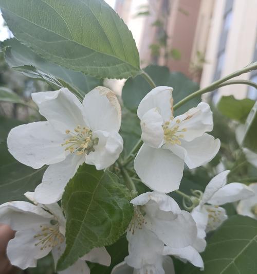 路边常见的花树品种有哪些？如何识别？