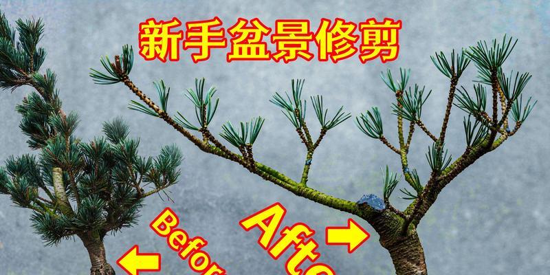 松树盆景修剪的最佳时机是什么时候？修剪后如何处理？