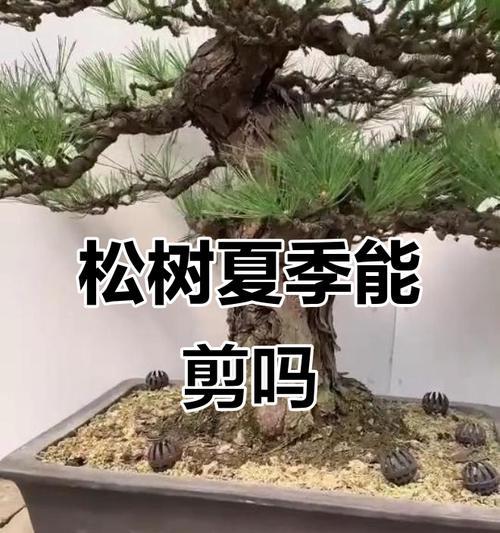 松树盆景修剪的最佳时机是什么时候？修剪后如何处理？