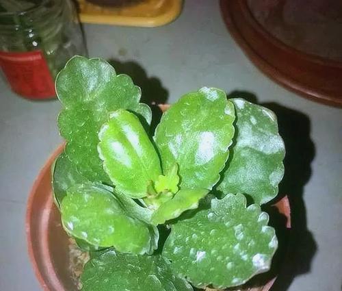 长寿花叶子发黄是什么原因？如何解决？