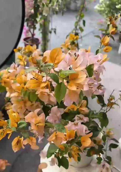 长寿花叶子发黄是什么原因？如何解决？