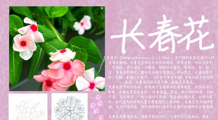 长春花的品种有哪些？它们的花语和用途是什么？
