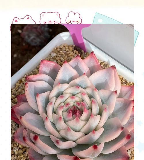 吉娃娃开花的秘诀是什么？