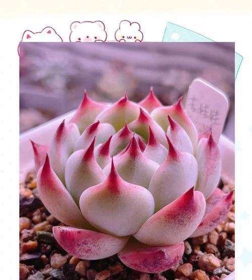 吉娃娃开花的秘诀是什么？