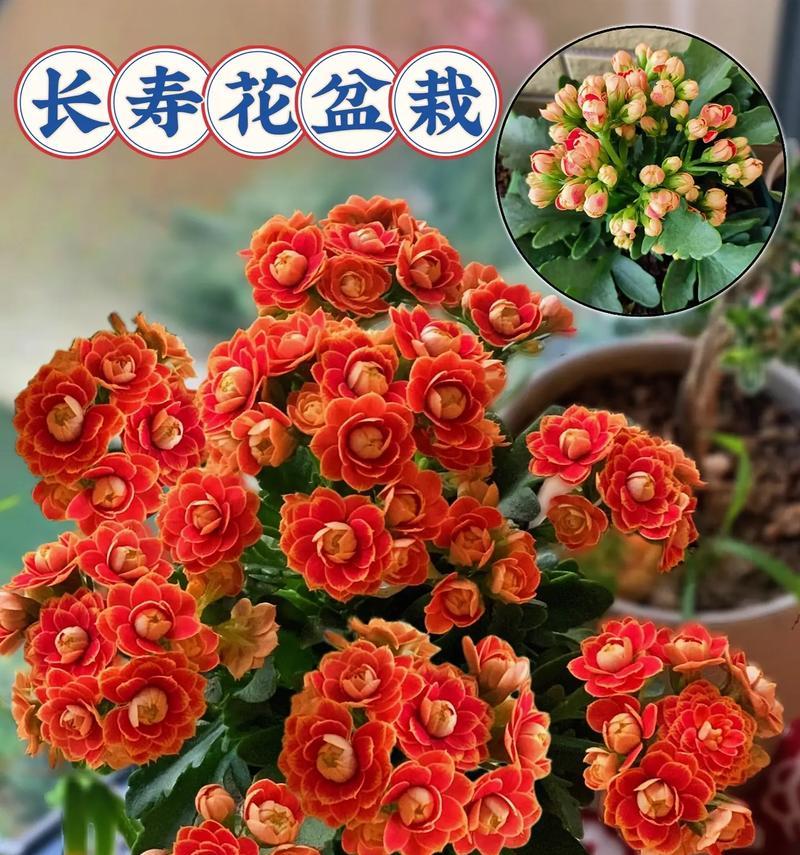 怎么养长寿花？长寿花养殖的要点和常见问题解答！