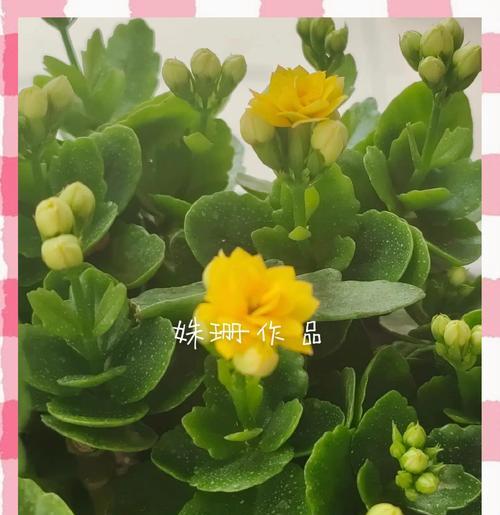 怎么养长寿花？长寿花养殖的要点和常见问题解答！