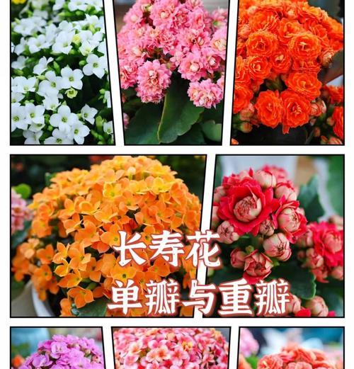 怎么养长寿花？长寿花养殖的要点和常见问题解答！