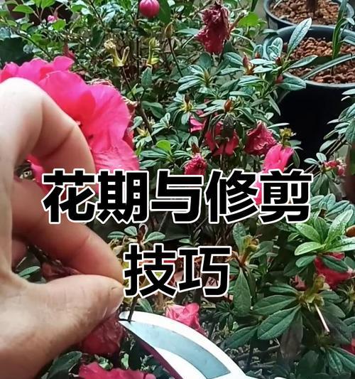 花草修剪的最佳时机是什么时候？修剪时应注意哪些要点？