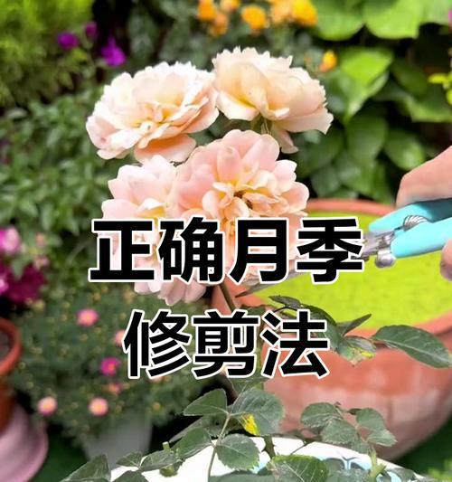 花草修剪的最佳时机是什么时候？修剪时应注意哪些要点？