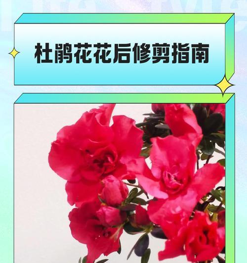 花草修剪的最佳时机是什么时候？修剪时应注意哪些要点？