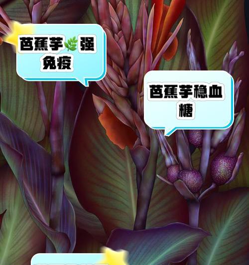 芭蕉的种植步骤和注意事项是什么？