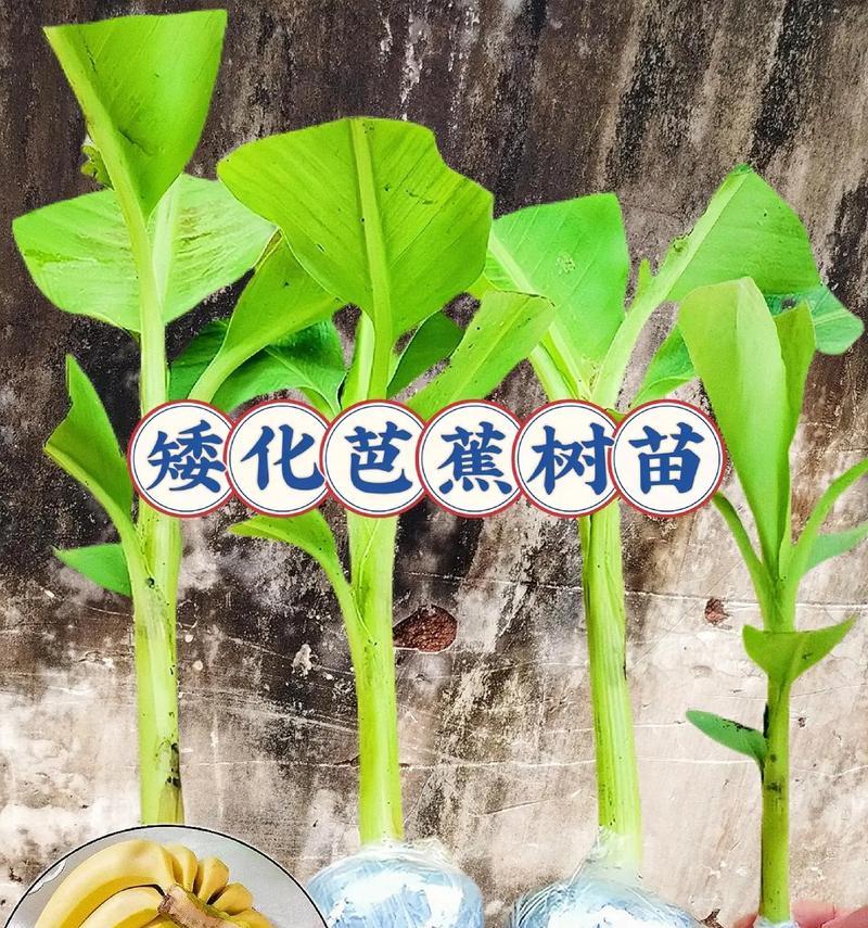 芭蕉的种植步骤和注意事项是什么？