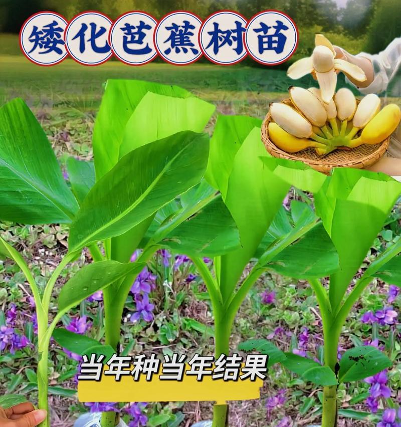 芭蕉的种植步骤和注意事项是什么？