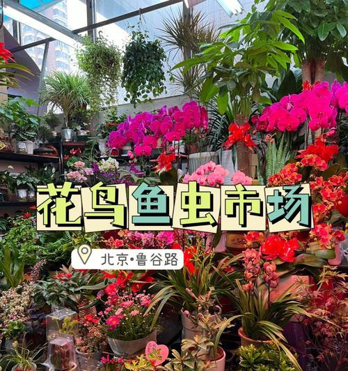 北京地区流行的花卉品种有哪些？如何选择适合北京的花卉品种？