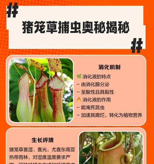 猪笼草外貌特点是什么？猪笼草的捕虫机制和养殖要点？