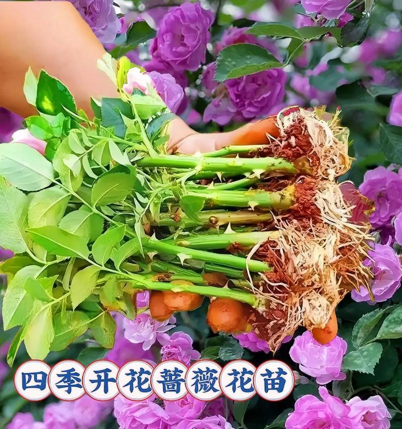 蔷薇花的花期是什么时候？