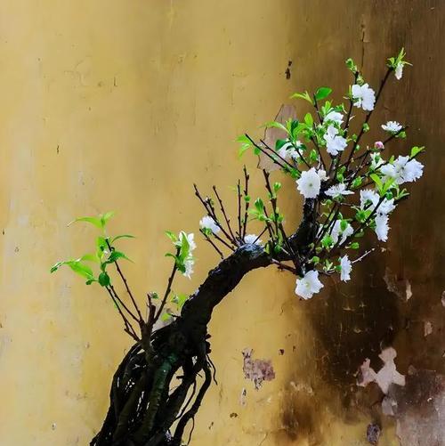 怎么制作小盆栽？步骤和技巧是什么？