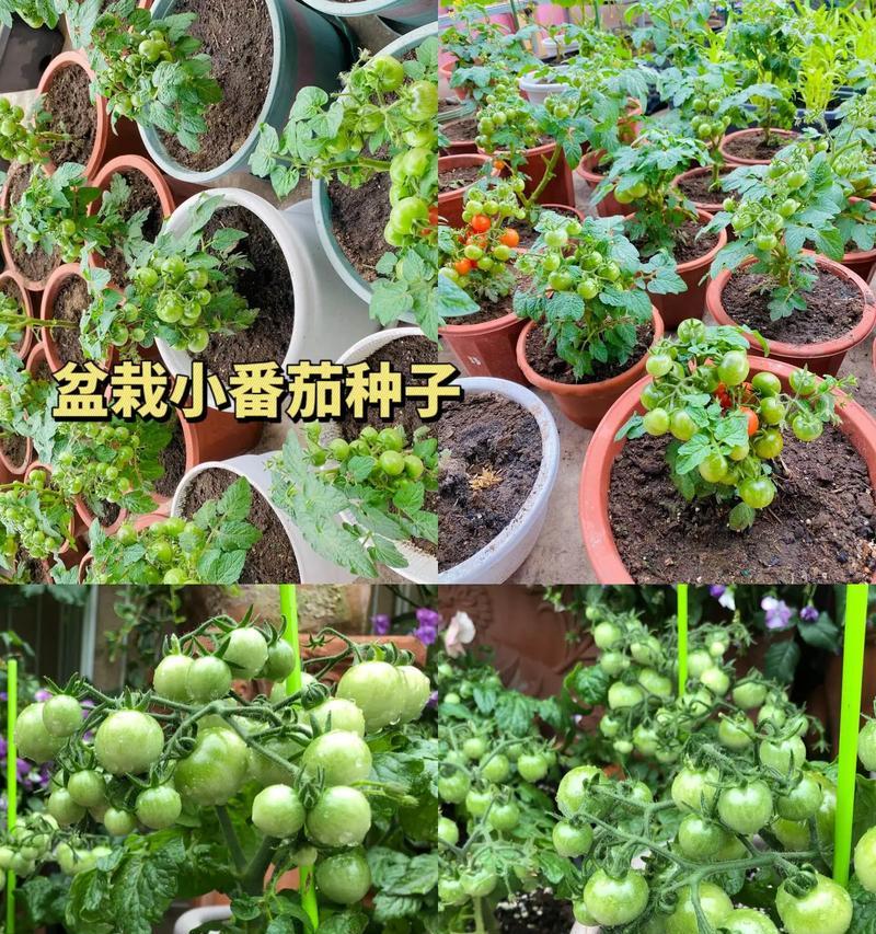 怎么制作小盆栽？步骤和技巧是什么？