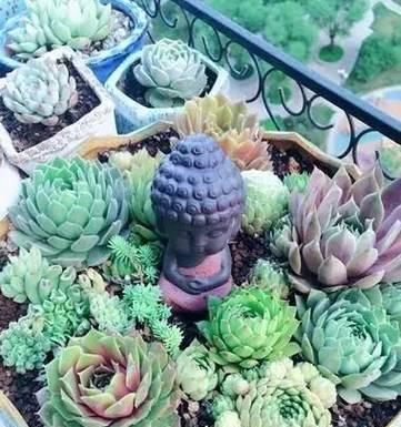 芙蓉卷娟的养殖技巧是什么？如何保持其美观？