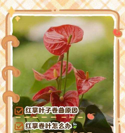 花叶卷了怎么办？花卉叶片卷曲的原因和解决方法有哪些？